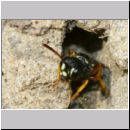 Cerceris quinquefasciata - Knotenwespe 03e 9mm im Nest - OS-Hasbergen Lehmhuegel.jpg